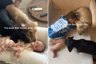 New Mom Faces 'Biggest' Fear Introducing Baby to Both Dogs