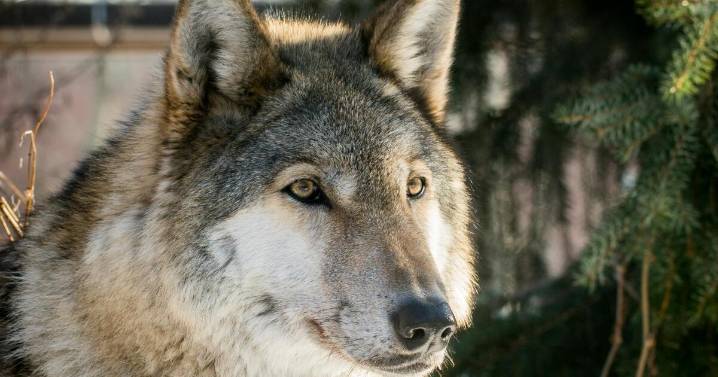 Wildlife officials tried to kill a wolf in Rio Blanco County but don't know if they were successful