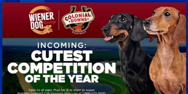 Wiener Dog races coming to Colonial Downs