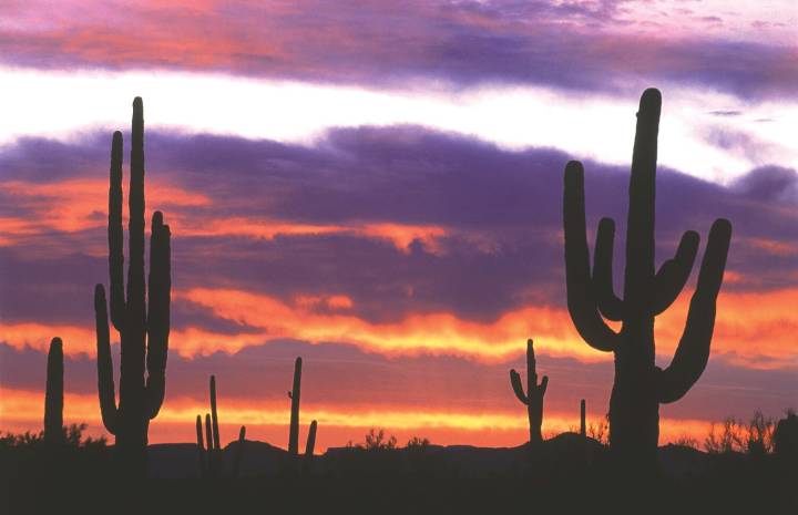 Landscape class coming to Surprise Education Center