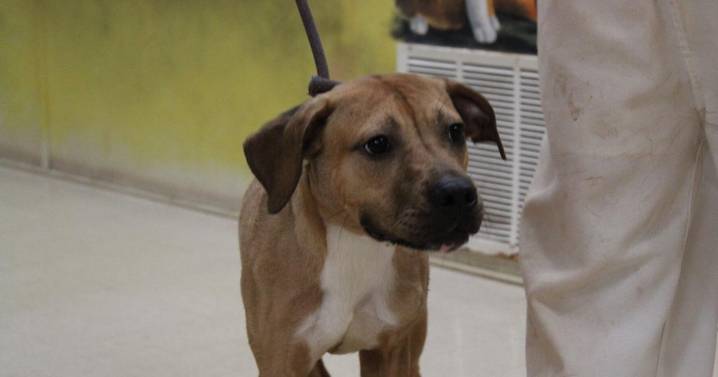 Pet of the Week: Junior