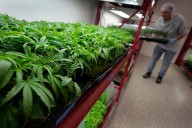 What to know about Trump’s potential change in federal marijuana policy