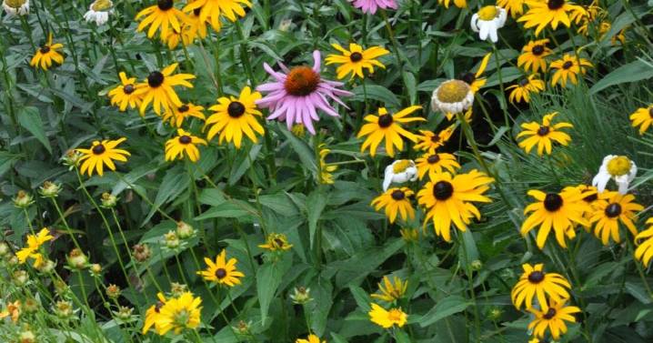 Year-round gardening: Take time to divide perennial plants