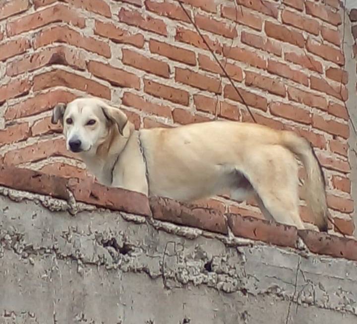 Denuncian presunto maltrato animal en la colonia Jol
