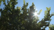 Victoria breaks nearly 100-year-old daily temperature record amid hot spell