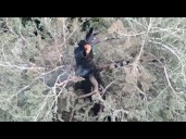 Fire burning in one of the tallest trees in the world, Oregon crews trying to extinguish it