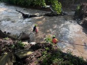 Rescata Protección Civil de Tepic a hombre atrapado en el río Mololoa