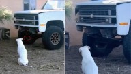 Arizona Owners Saw Their Deaf Dog Looking At Something Near A Truck Only To Discover Fluffy Animal There