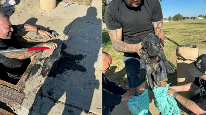 California Officers Discover A Tiny Creature Struggling In A Filthy Drain