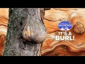 Roadside art stop turns tree imperfections into treasures in Southern Oregon
