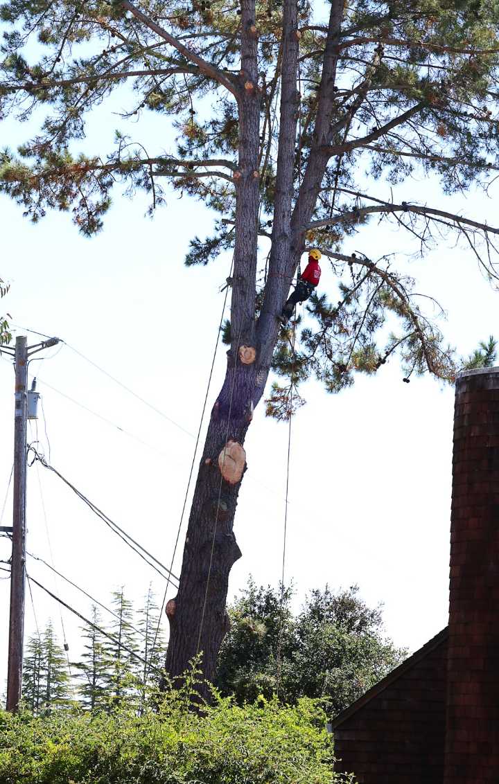 Photo | Santa Cruz pine gets skilled pruning