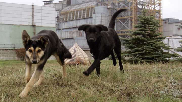 Lobos y perros 'radioactivos' de Chernóbil 'mutaron' y ahora son resistentes al cáncer