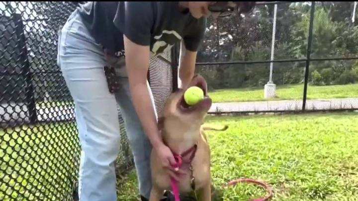Refugio en Fairfax explica la importancia de adoptar mascotas mayores
