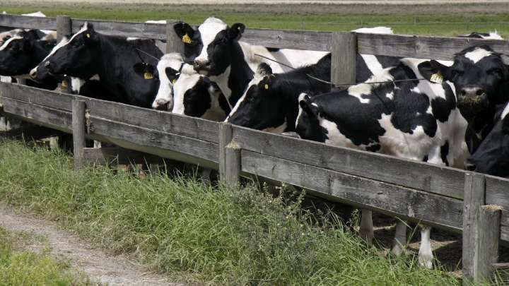 Woman says raw milk sickened her toddler and led to loss of unborn baby