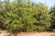 A plant so flawless and green that you might think it’s fake