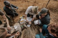 Texas A&M researchers use radioactive material to help protect African rhinos from poachers