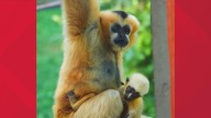 Akron Zoo announces name of endangered white