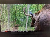 Tupper Lake forest trail reopens following sick moose presence
