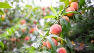 Celebrate summer at Cider Hill Farm's Peach & Sunflower Festival