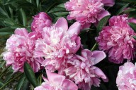5 Hardy Perennials You Should Plant This August for Gorgeous Flowers Next Spring