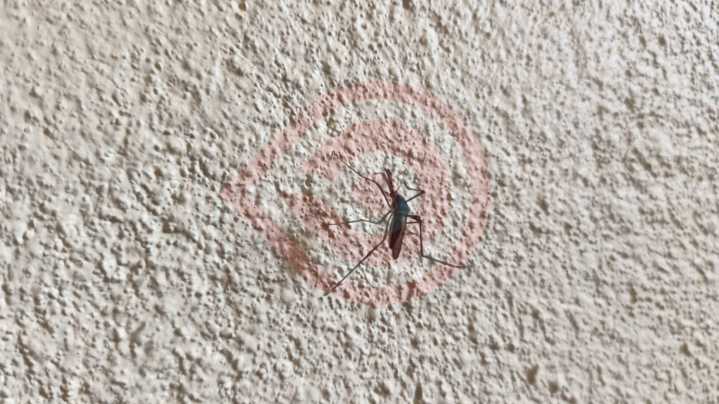 Refuerzan medidas preventivas contra el dengue
