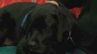 Labrador brings comfort to children in crisis at the Children’s Protection Center in Little Rock