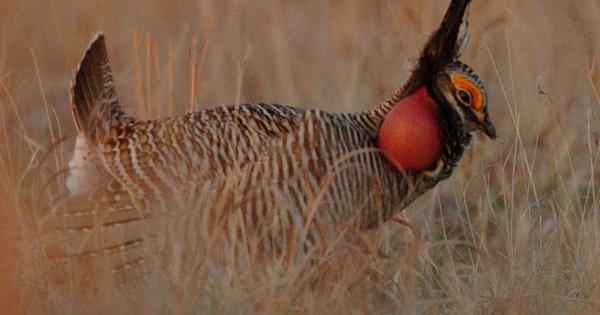 Court ruling lifts protections for lesser prairie chicken