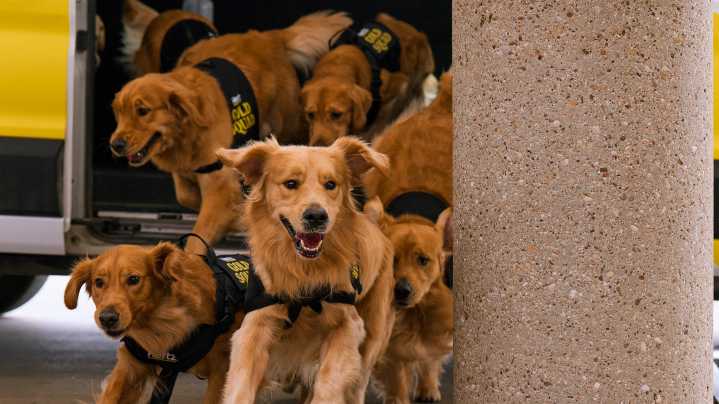 See the golden retrievers are taking over airports and hearts