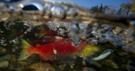 B.C. anglers flock for sockeye, but experts warn of decades