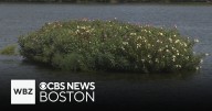 How a floating wetland is helping to keep the Charles River healthy