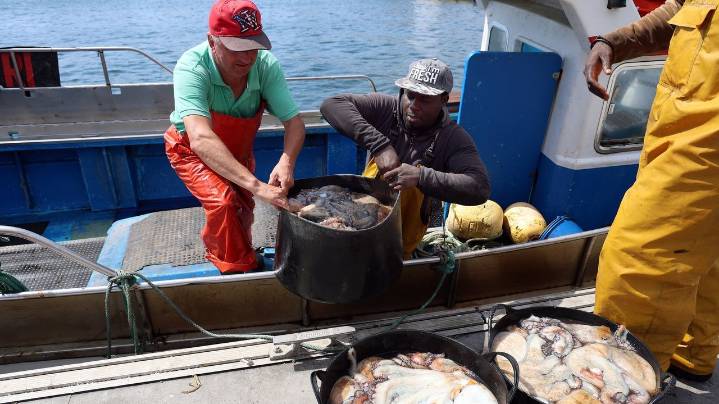 Las ventas de pulpo gallego en las lonjas se duplican tras concederle más tiempo que nunca para procrear