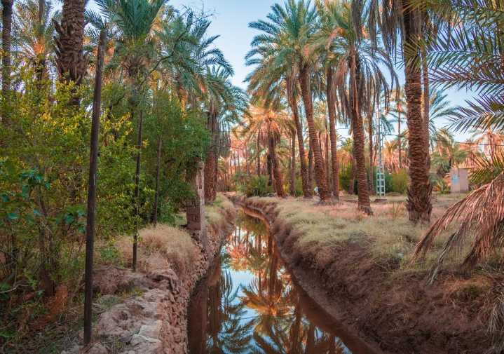 ¿Sabías que en el corazón del Sahara hay frondosos bosques escondidos entre cañones y relieves rocosos?