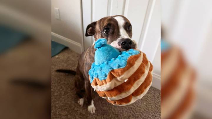 Dog Surrendered To New York Shelter With Broken Leg Because Owners Couldn’t Afford Surgery Now Runs Again