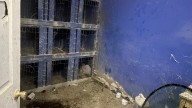 Chickens rescued from cockfighting ring in Kensington