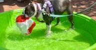 Dogs take over the Rotunda in Hampden for the MDSPCA's Dog Day event