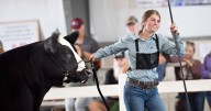Hard work pays off for Beef Show winners