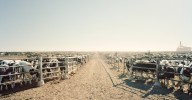 The brutal trade-off that will decide the future of food