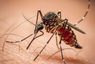 La Paz concentra la mayoría de casos de dengue en Baja California Sur en 2025