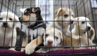 ¡No va más! Orán anunció que prohíbe la venta y exhibición de animales