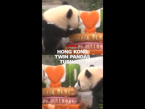 Hong Kong twin pandas turn one