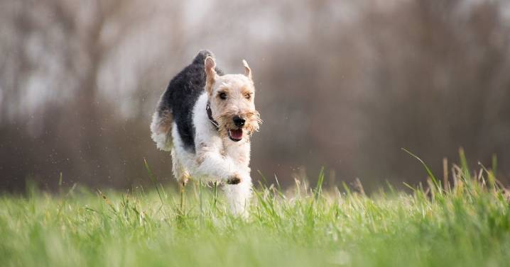 Vet explains why diet isn't the only way to care for an old dog