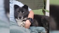 California Owner Adopted A “Border Collie” Puppy, But Then A DNA Test Completely Surprised Him