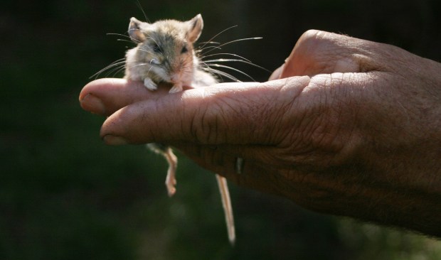 The tiny creatures that can turn a California outing into an ordeal