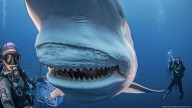 La acidificación de los océanos puede afectar a los dientes de los tiburones