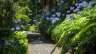 The Best Way To Deadhead Agapanthus Plants & Keep Them In Tip