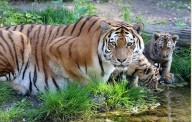 Sacrifican tres cachorros de tigre siberiano en zoológico de Alemania tras abandono de su madre