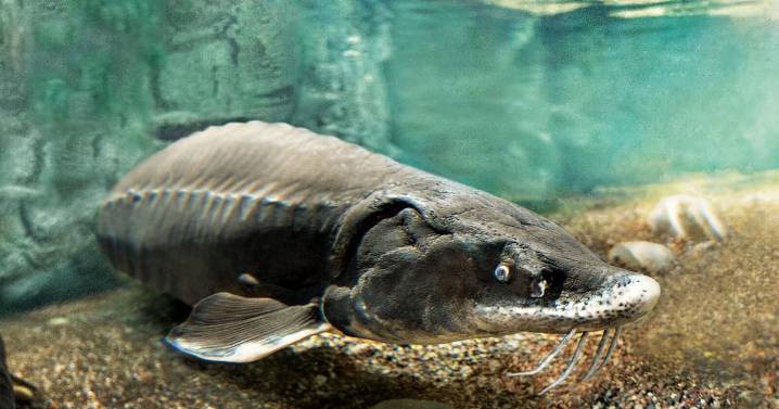 136 million years later—Lake sturgeon at Shedd Aquarium predate “Jurassic World” dinos