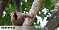 Las mentiras de la película animada 'Madagascar': la isla alberga más que lemures y fossa