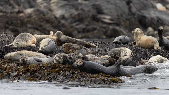 ‘Concerning behaviour’: Seal pup encounters on Vancouver Island