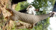 Pangolín está en alto riesgo de extinción
